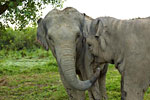 photo anantara golden triangle elephant camp