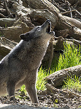 Dormir avec les loups