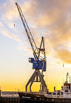 Grue de Harlingen