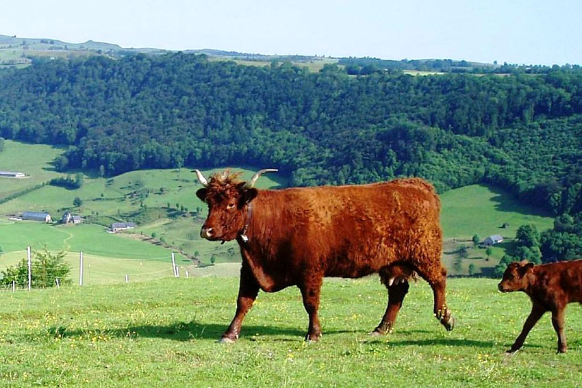 Domaine Chaux Revel Dormir sous les toiles Auvergne