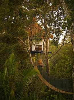 Treehouse Lodge
