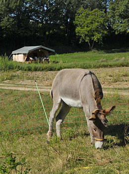 Les Anes de Forcalquier