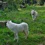 Photo numero 35