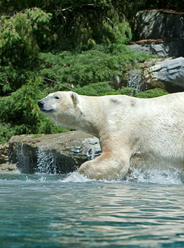 Safari lodges du Zoo de la Flèche