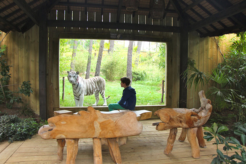 Safari Lodges Du Zoo De La Flèche Dormir Au Milieu Des