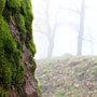 Photo numero 36