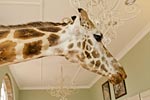 photo giraffe manor