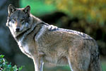photo dormir au milieu des loups