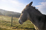 photo les anes de vassiviere