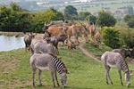 photo port lympne mansion hotel