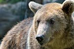 photo la taniere de l'ours