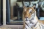 photo jamala wildlife lodge