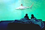 grand aquarium