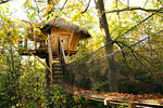 photo sur un arbre perche